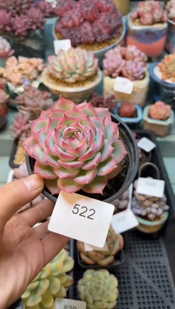 522单头侧影多肉