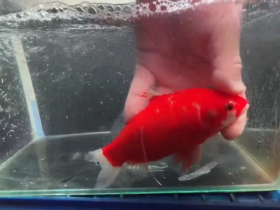 金鱼短尾草金鱼专用链接64