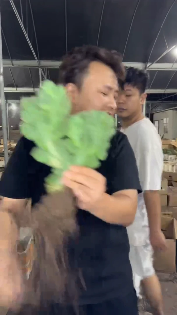 大号 五指山【带根】