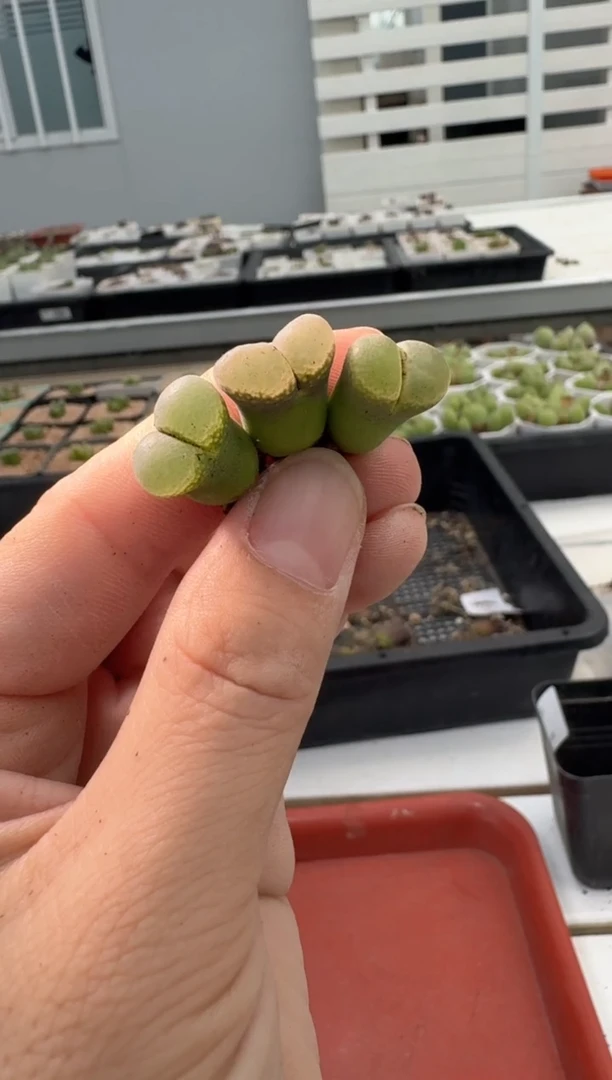毛**美13-133多肉植物肉锥
