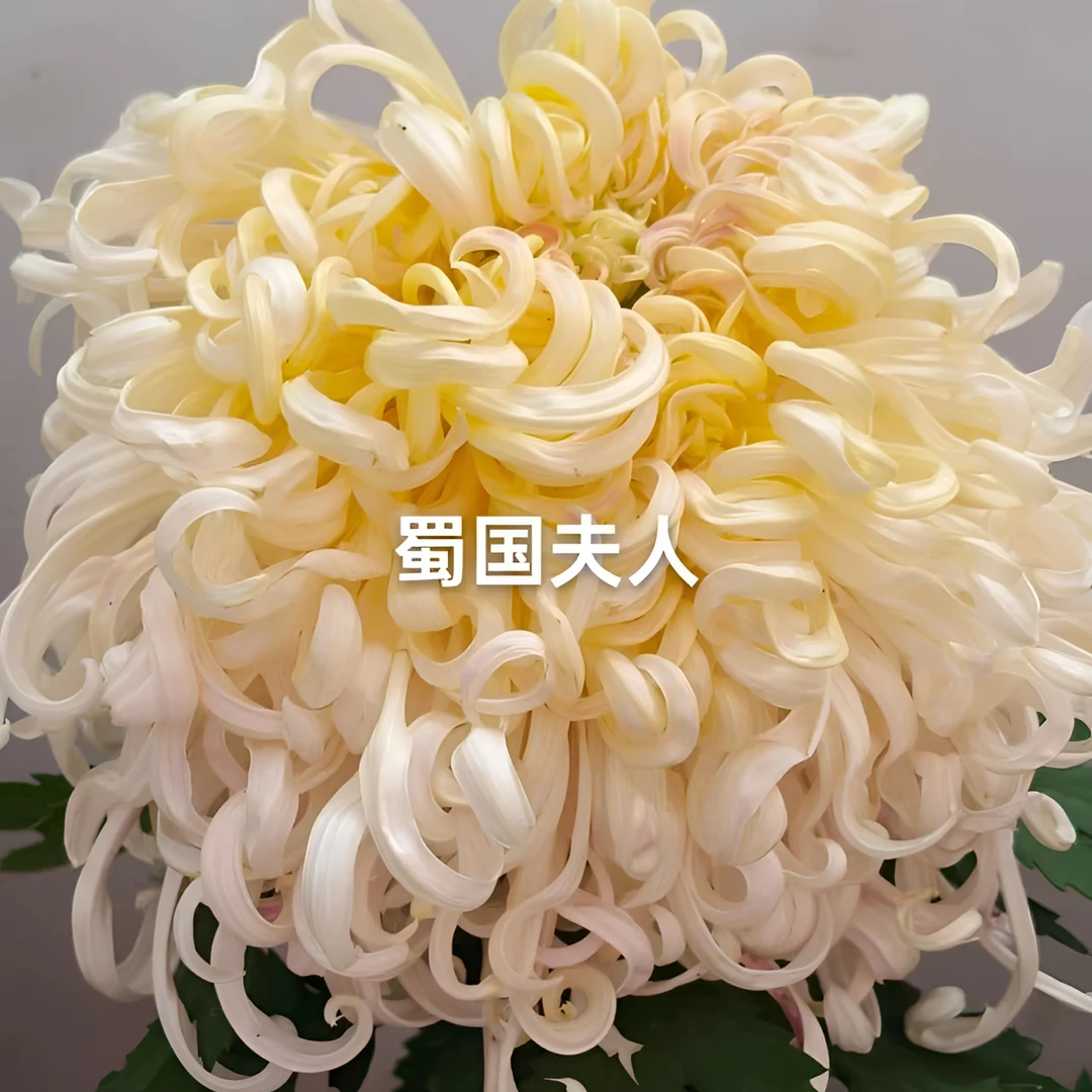 【蜀国夫人】九月大菊花小苗稀有品种花期长耐热耐寒易养活喜阳