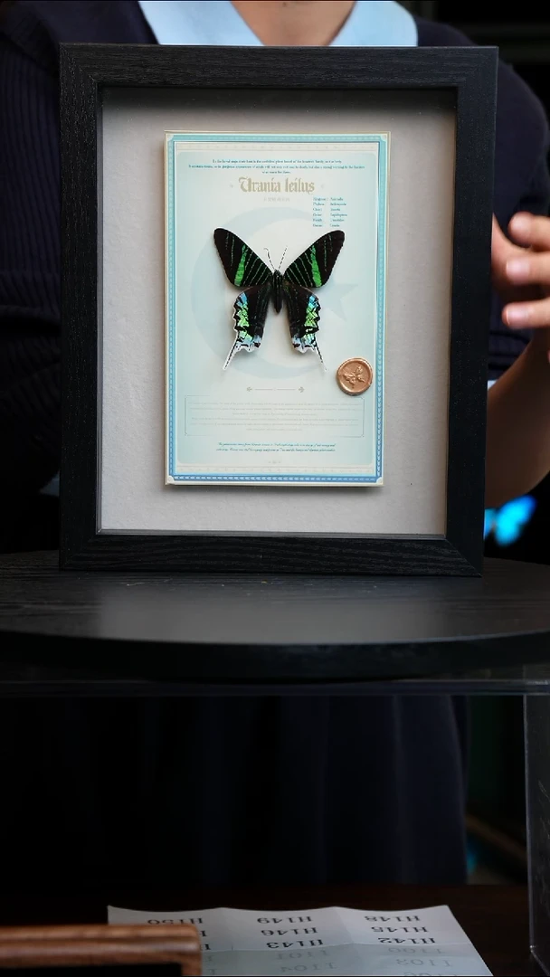 月亮蛾设计款10寸竖框