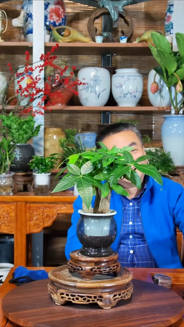 无花朵梵*水之韵水培发财树