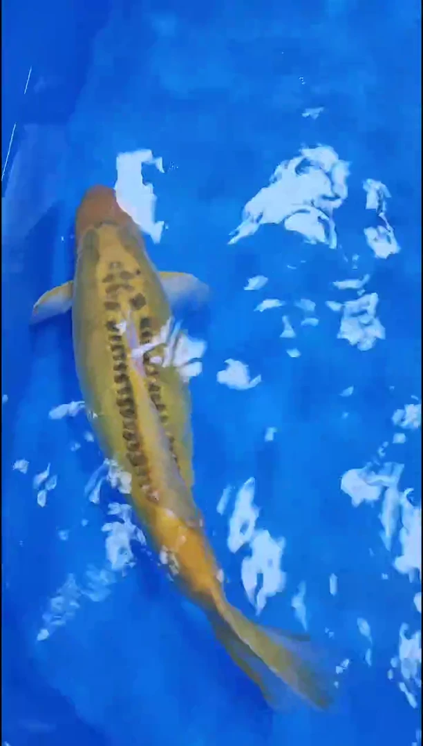 锦鲤【11.18直播】60不包邮