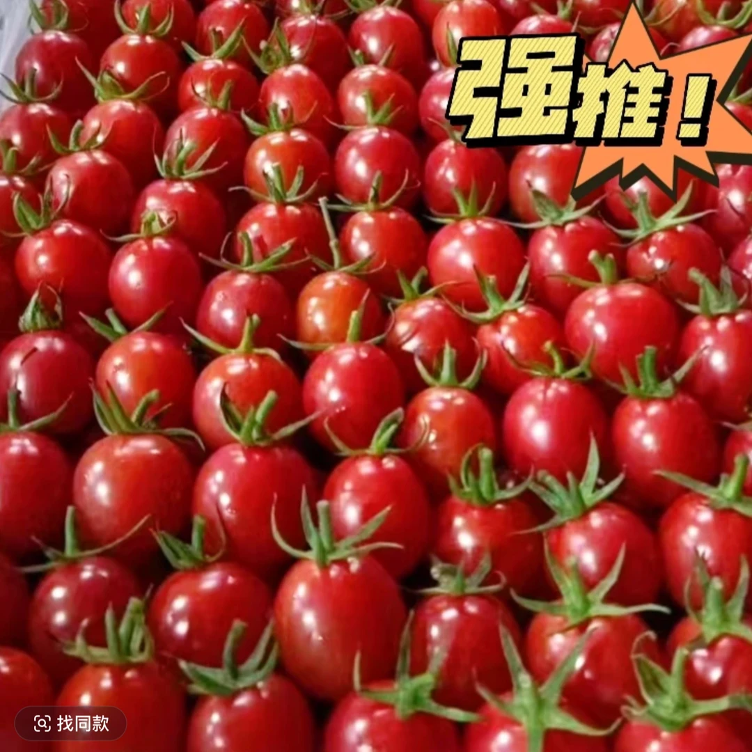 【汇峰农场】正宗广东电白千禧圣女果小番茄 新鲜现摘 顺丰包邮番茄同城配