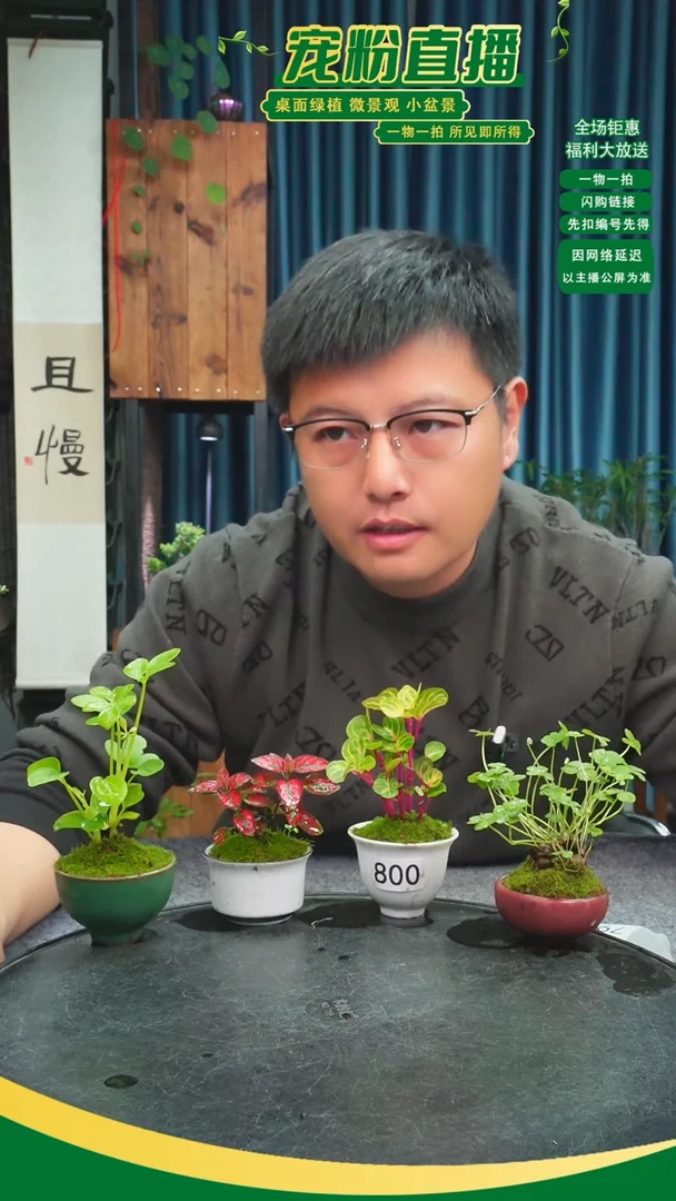 无花朵J**刘苔藓微景观800号