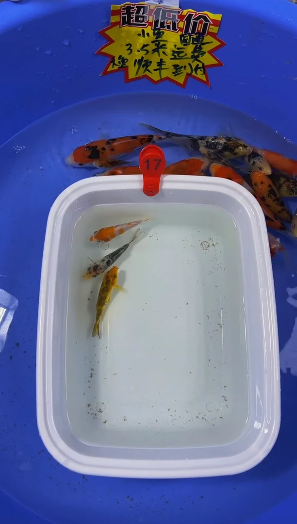 锦鲤活体二号链接