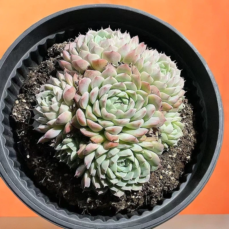 （阿尔巴佳人)  【满9.9包邮】 多肉阳台植物