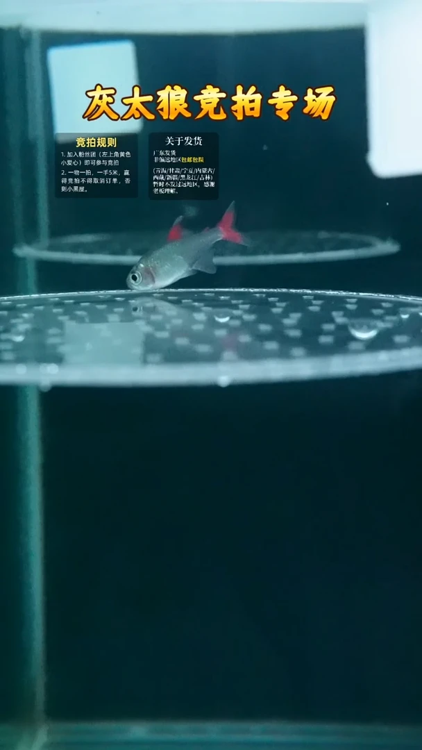 灯科鱼A4灰太狼2.5cm四红