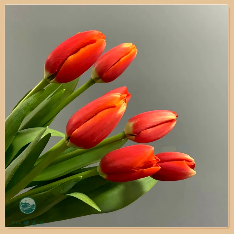 【甘肃自产】A级郁金香-小王子10枝装 季节限定花材 顺丰包邮