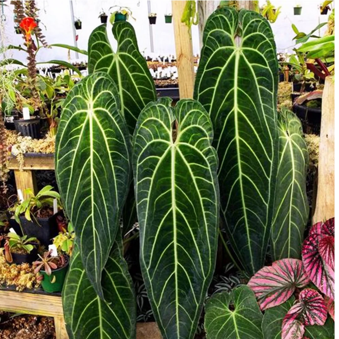 【热植馆】火鹤后花烛天南星科好养绿植盆栽