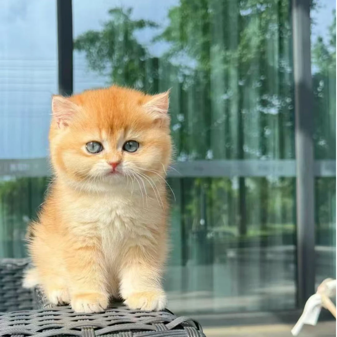 【百万的猫舍】猫猫活体