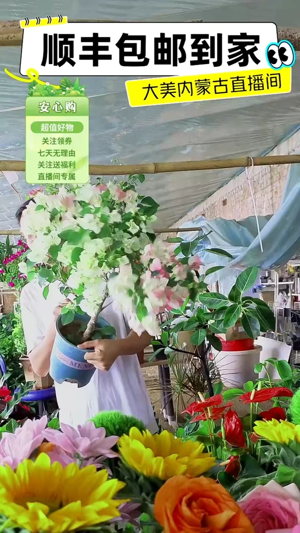 完全开放绿茵三角梅