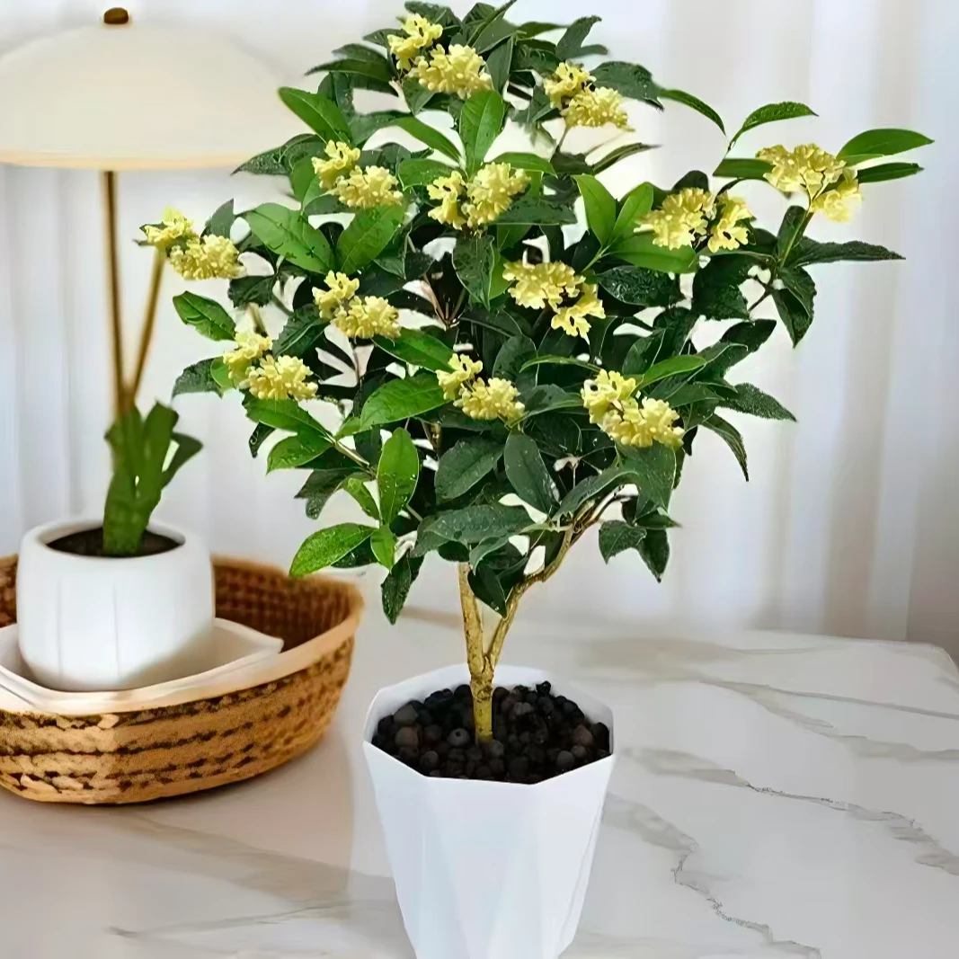 D四季桂花树浓香型盆栽好养易活适合阳台庭院室内种植