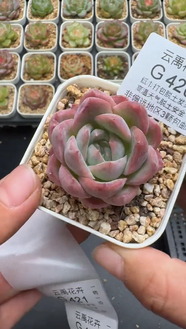 420G云禹多肉植物 脱土纸巾打包 3颗包邮