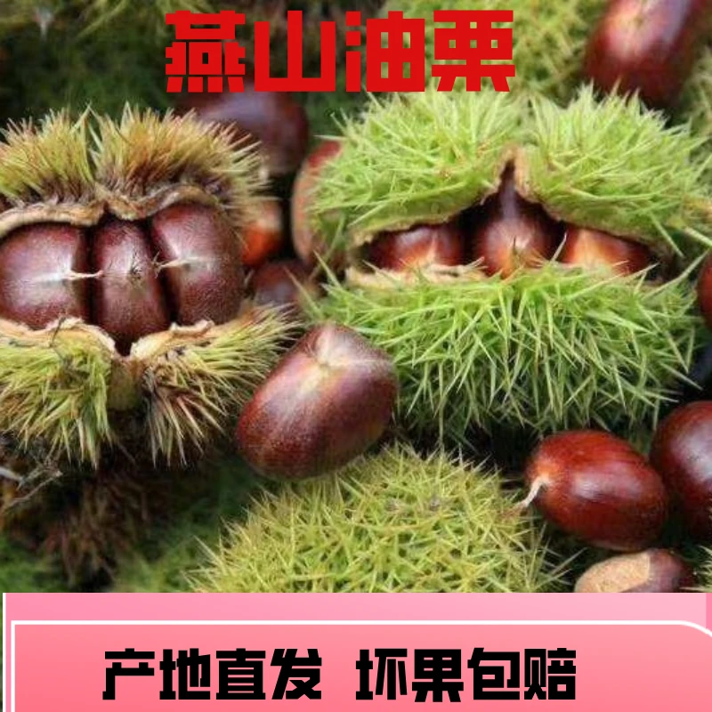 2025河北青龙板栗新鲜油栗鲜板栗燕山老树甘栗青龙板栗非迁西板栗