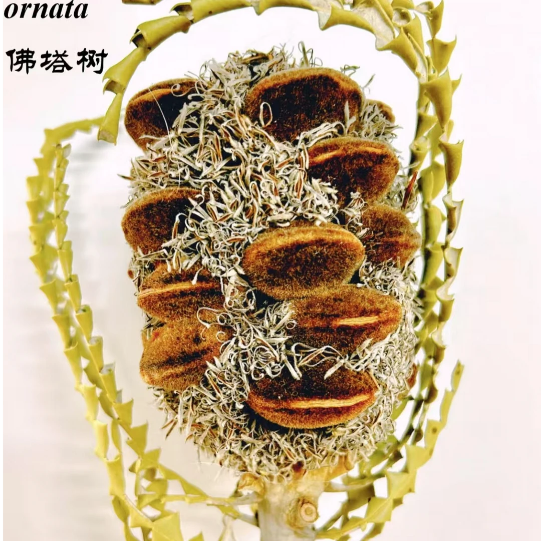 居家插花 小众花材 飓风佛塔