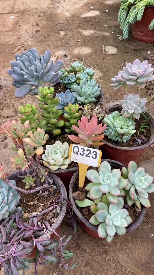 Q323多肉组合默认脱土发货