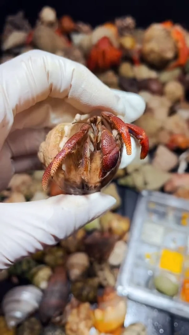 陌派有钳寄居蟹803