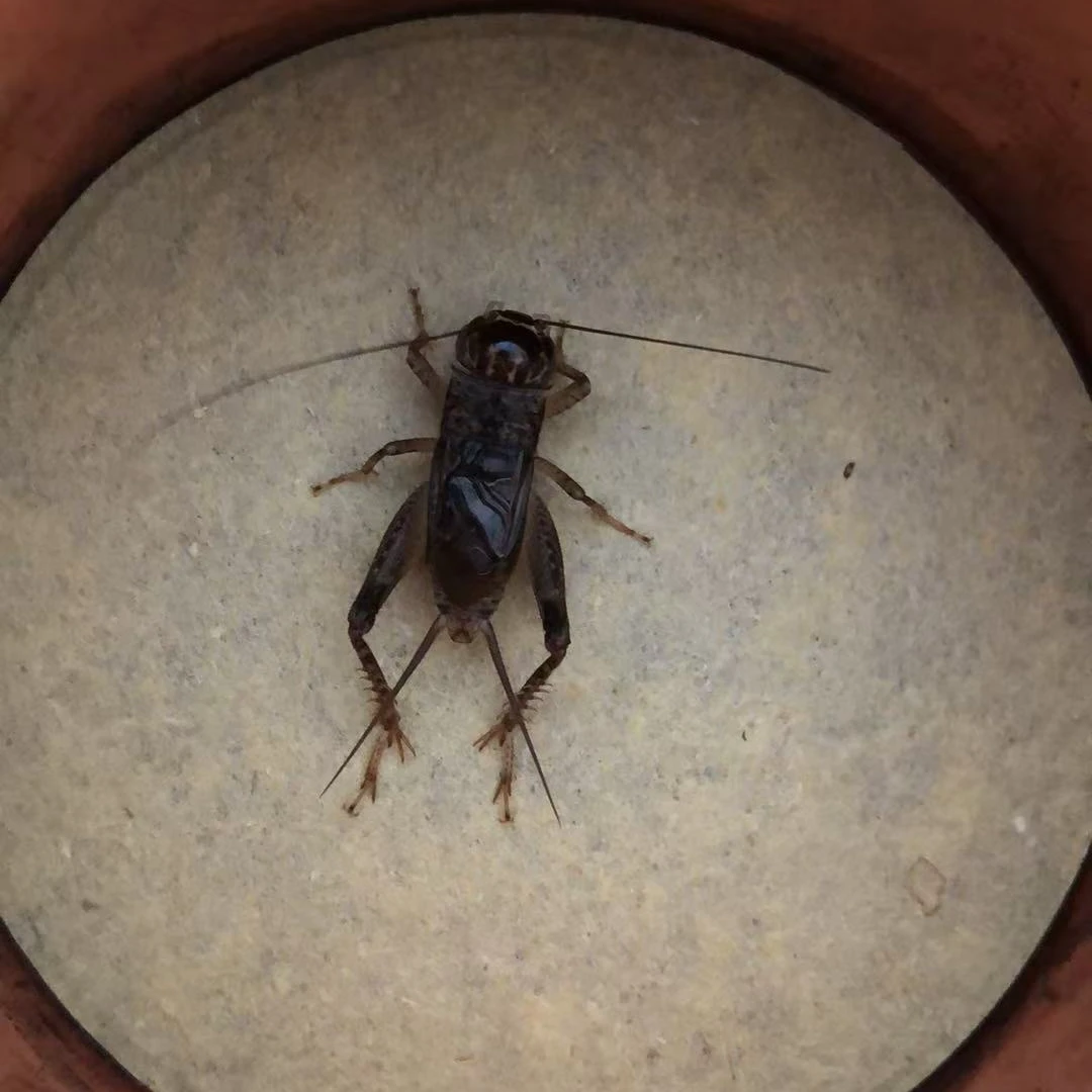 飞一线-蟋蟀牙型好寿命长吃口重耐斗