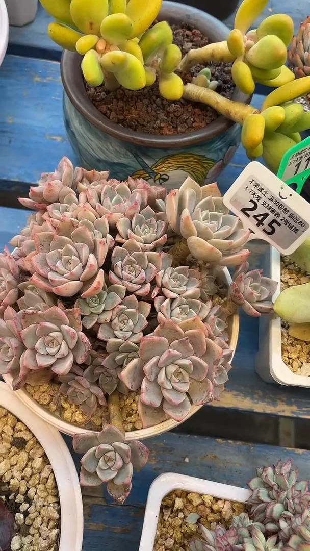 245红粉佳人  满20包邮发货