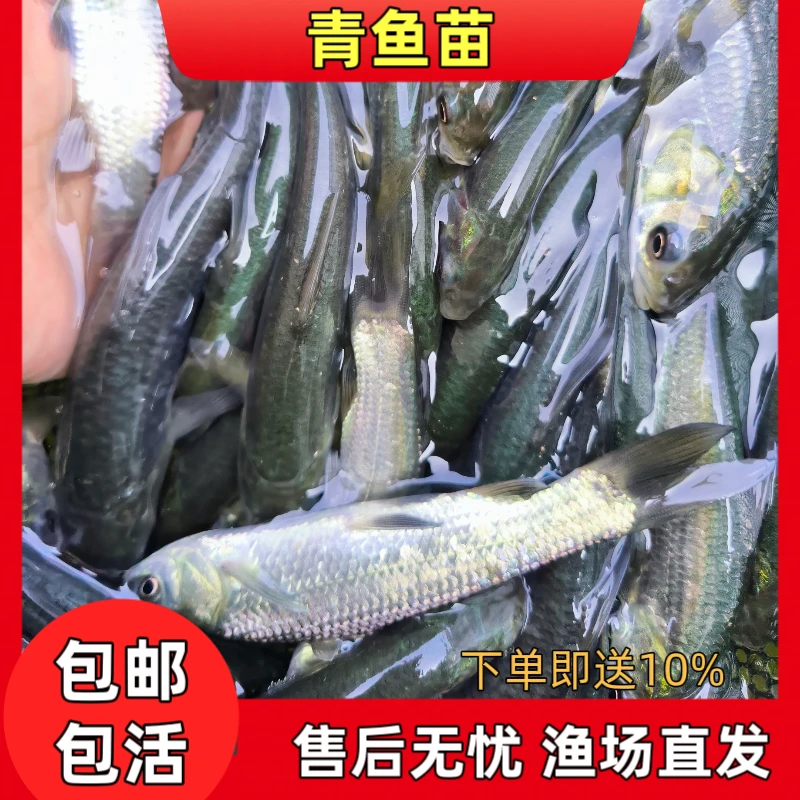 优质青鱼鱼苗淡水冷水鱼螺蛳青鱼苗大青鱼四大家鱼水产养殖鱼塘