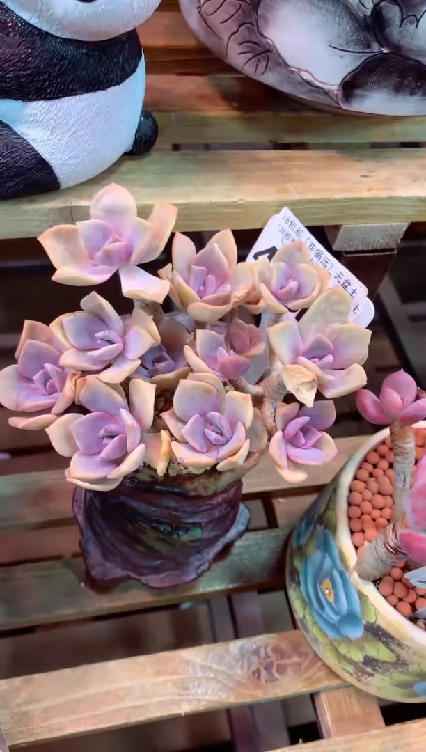 423M（一物一拍，精品多肉，所见即所得 ）