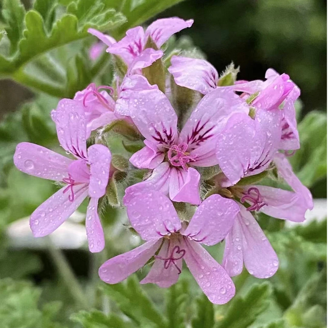 【驱蚊草】120口径盆 香叶天竺葵宿根多年生夏季蚊子克星香草植物