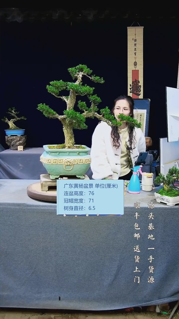 【闪购商品】雀舌黄杨盆景雀舌黄杨盆景