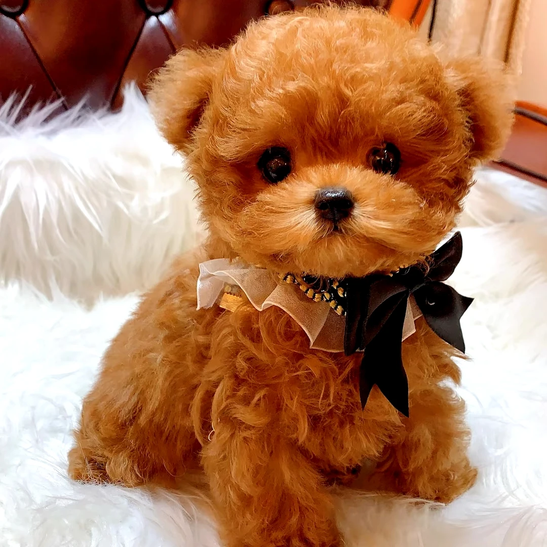 【宠哥韩系比熊】比熊泰迪约克夏马尔济斯西施