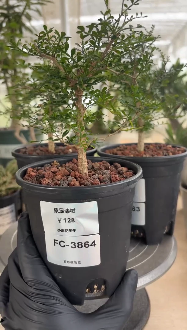 十**术象足漆树FC-3864