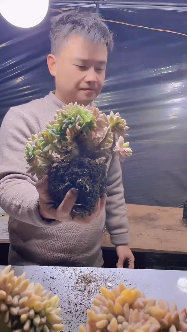 【闪购商品】缀化346