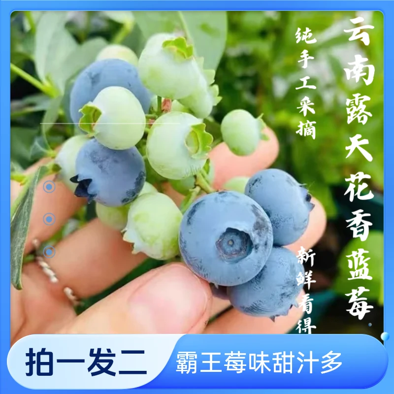 【M89霸王莓】云南露天花香蓝莓脆甜多汁脆甜爽口新鲜采摘口