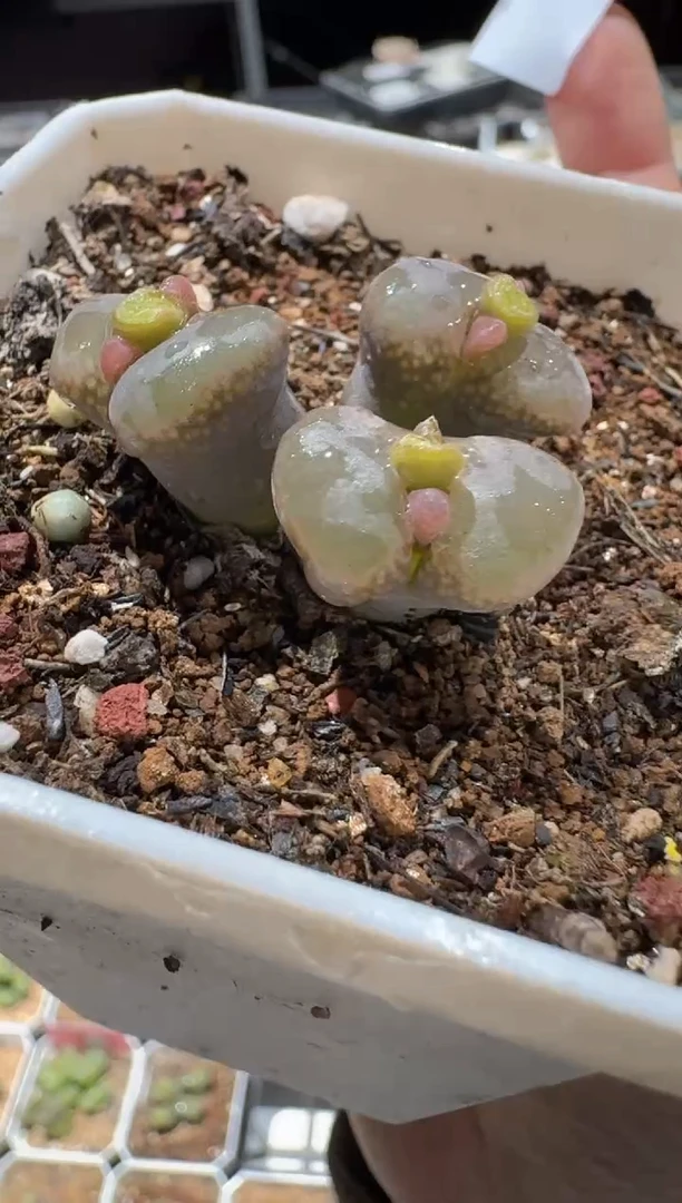 多肉植物肉锥22-247