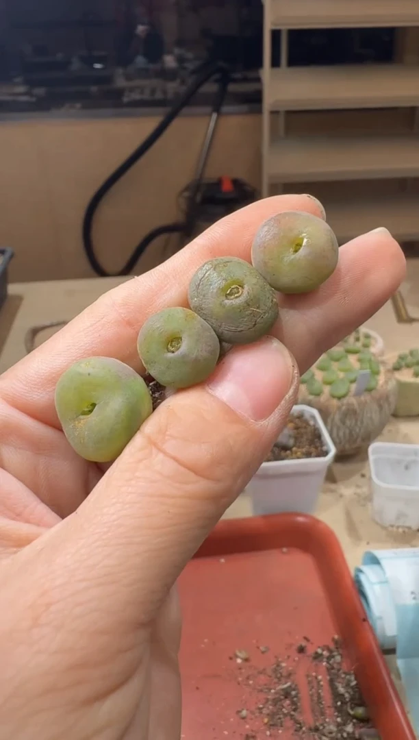 18-504多肉植物肉锥