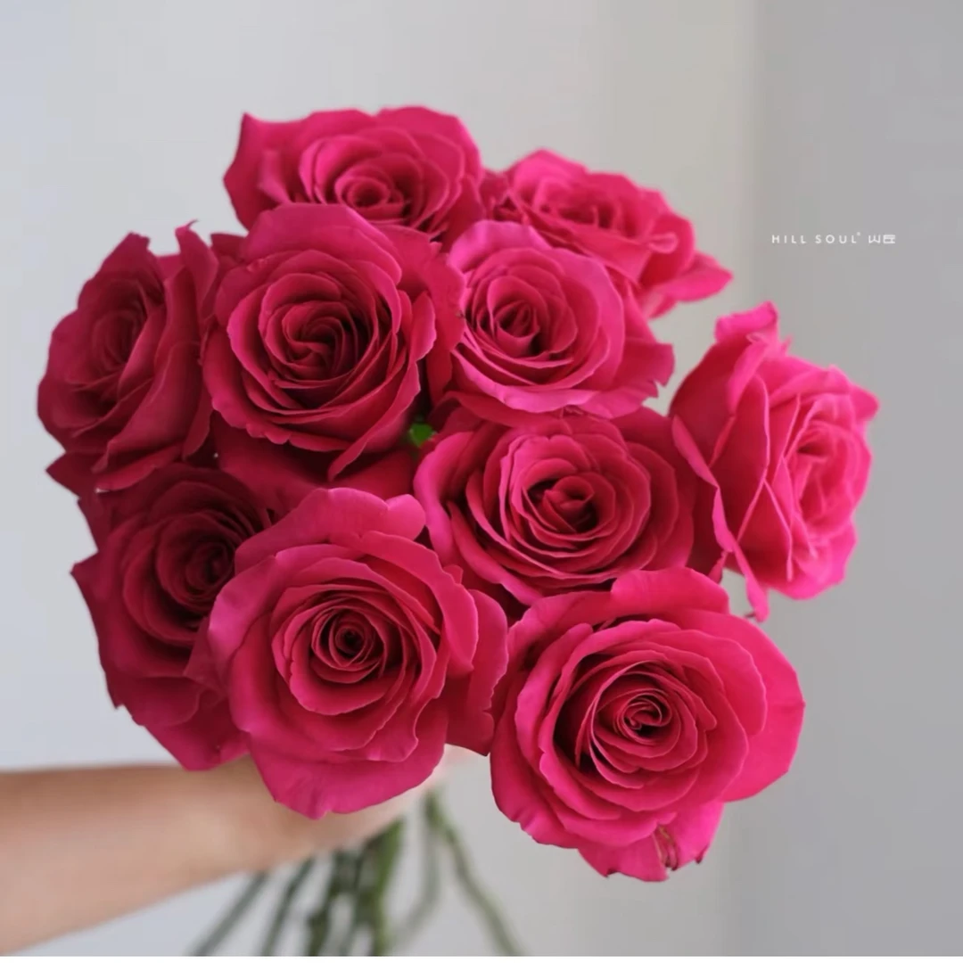 5枝弗洛伊德玫瑰/鲜花