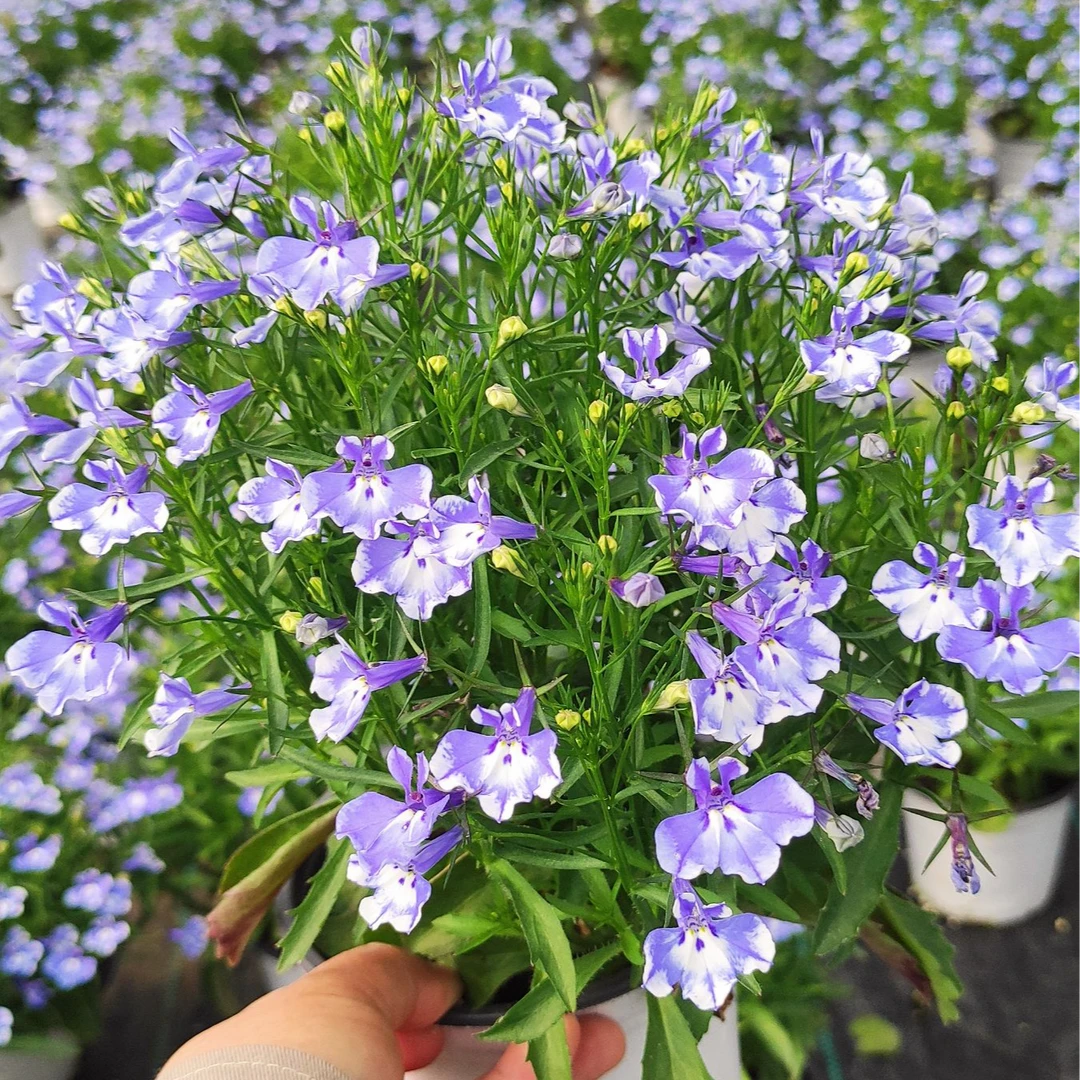 半边莲开花机器花期长六倍利花卉绿植阳台庭院盆栽室内易养护