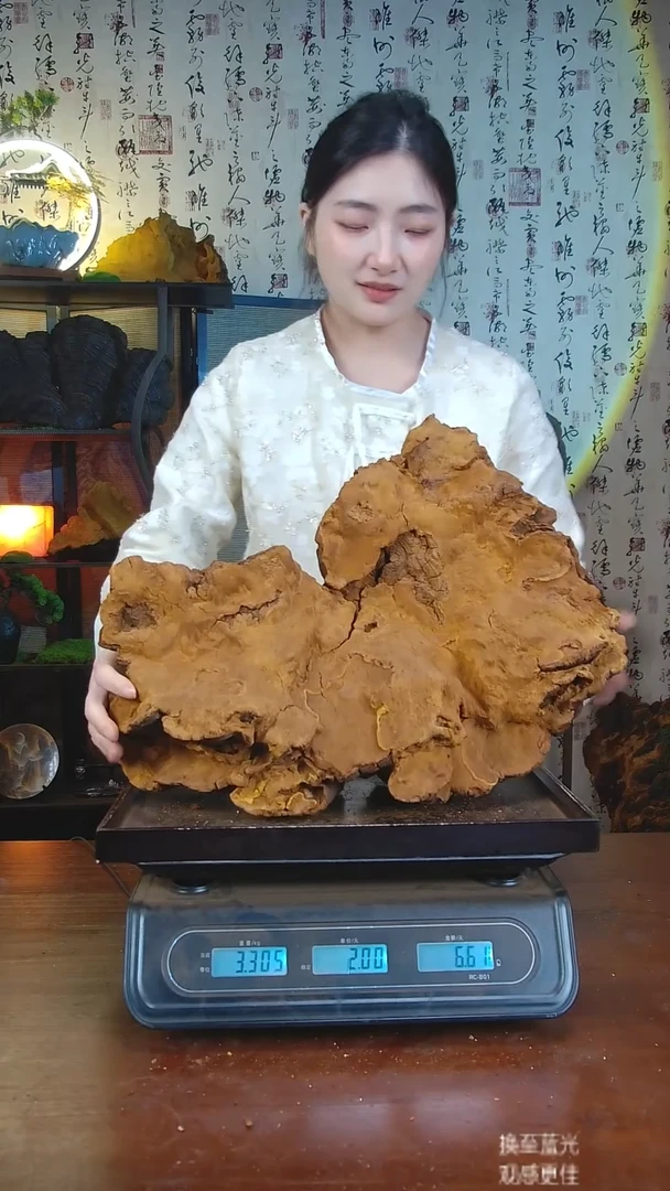 松针层孔菌中国大陆【藏区 野生】松树桑黄（6.59斤）70-80年份