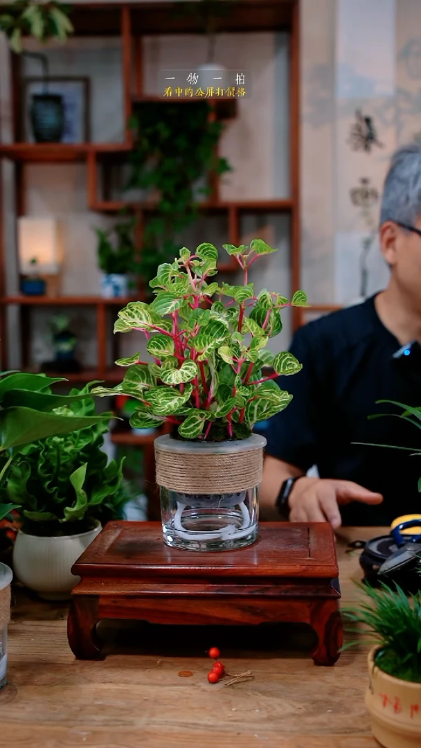 不开花植物杰****备钱多多285