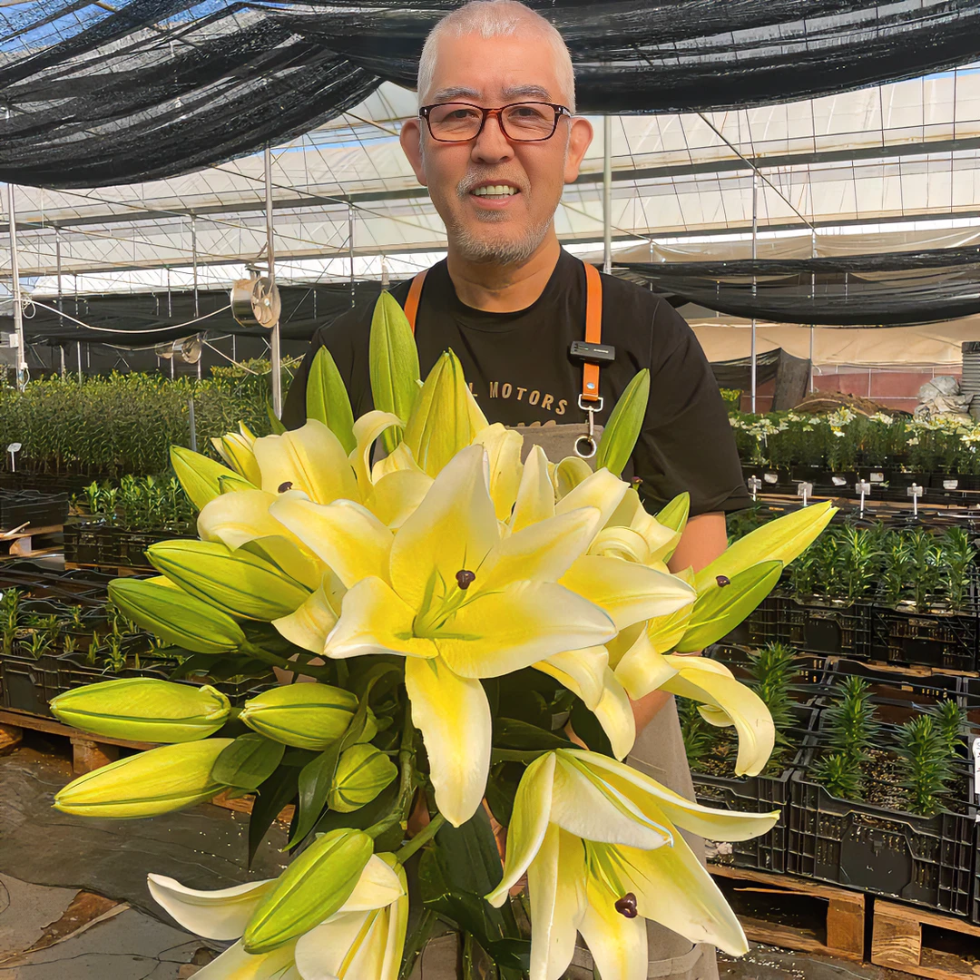 【木门】13/15 OT系列香水百合种球种植进口鲜花四季栽种种球活动