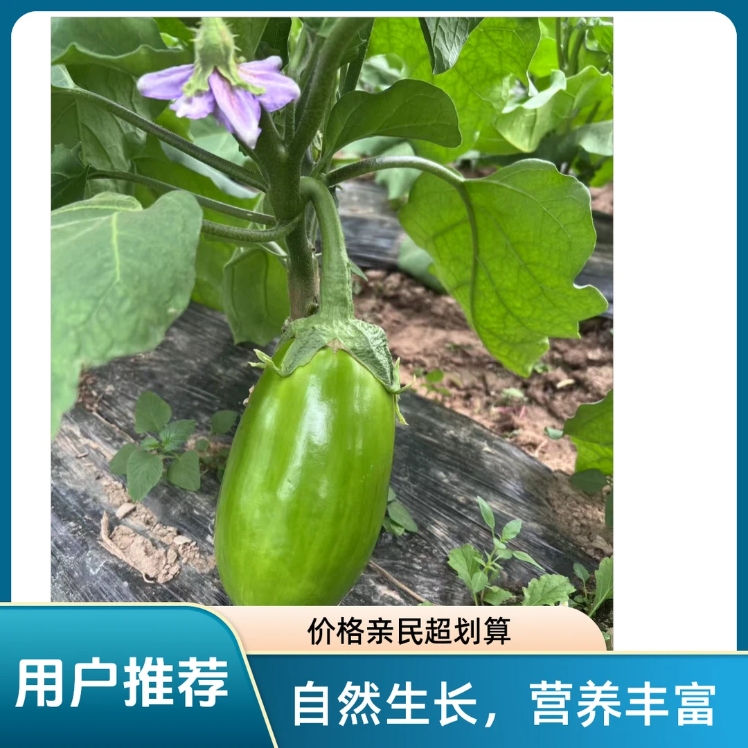 河南老品种青茄子鲜嫩青茄农家自种现摘现发新鲜原产地直发