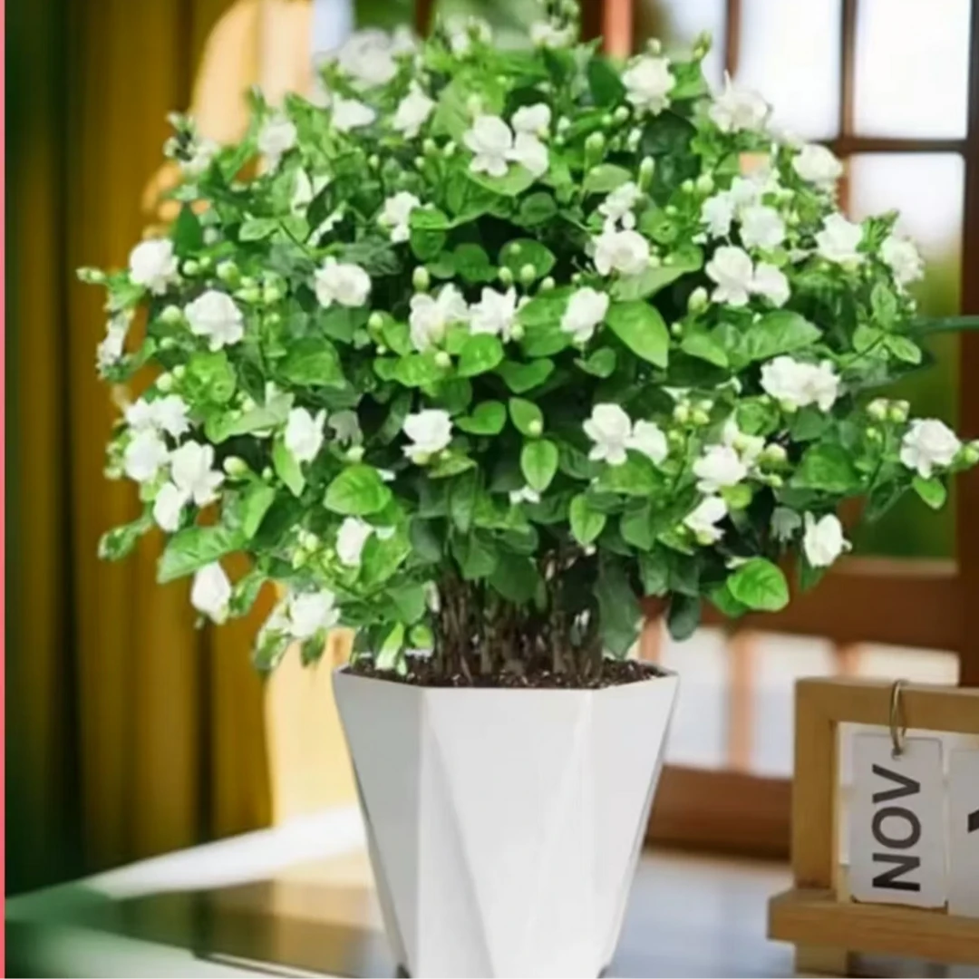 广西老表推荐【浓香型香水茉莉】开花机器 基地直发【推荐】