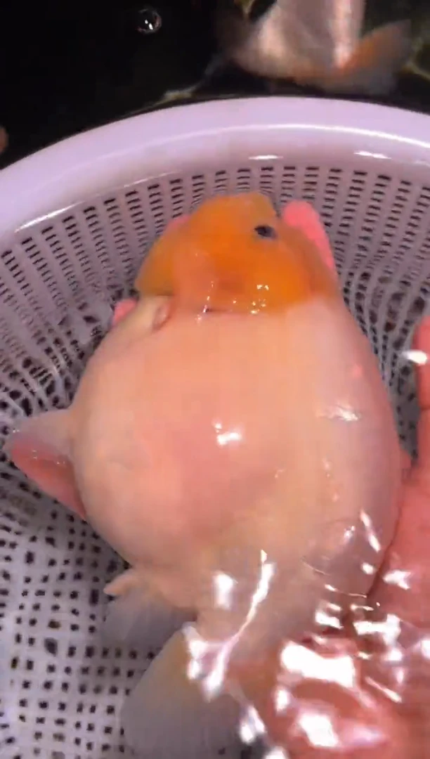 金鱼（运费到付，马印灯下展示）福州追鱼兰寿金鱼