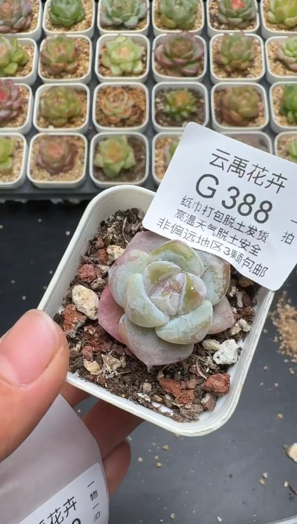 388G云禹多肉植物 脱土纸巾打包 3颗包邮