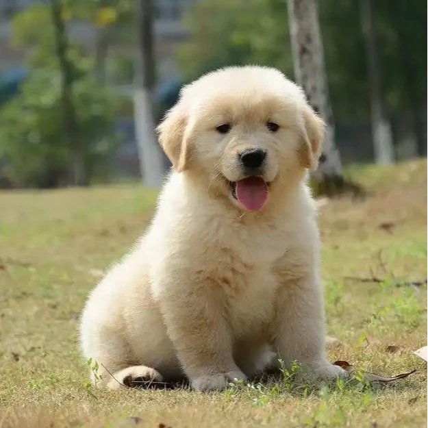 金毛活体幼犬可爱狗狗