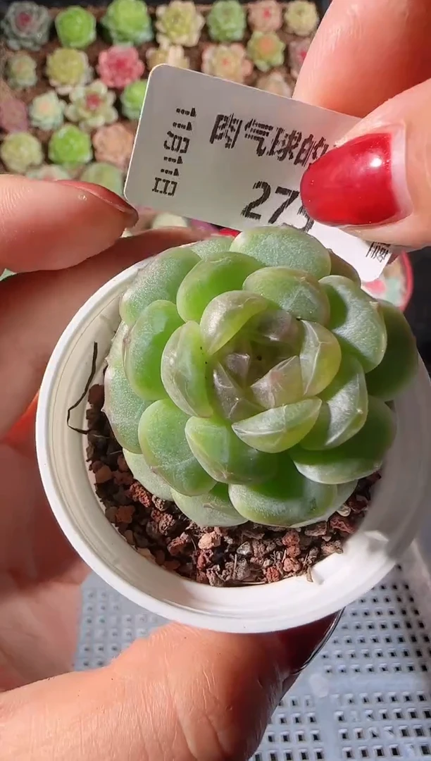 1111-275甘棠群生不包整