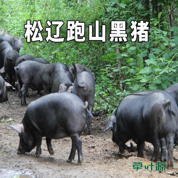 5号【土黑猪现场称重改价链接】山里跑黑猪整块活宰杀顺丰包邮嫩软