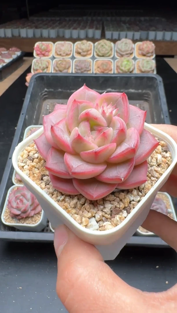 【闪购商品】923号一物一拍珍妮多肉花卉植物3颗起发