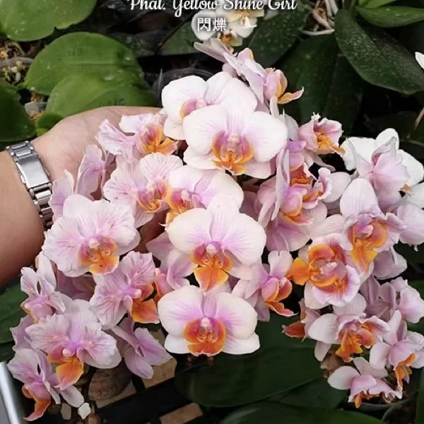 【微瑕】闪烁不带花剑仅是苗会返祖3.0