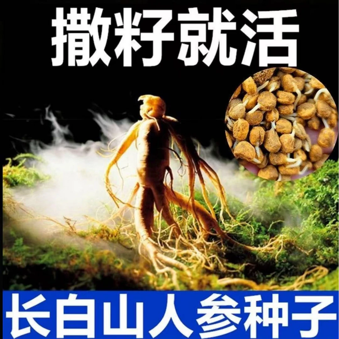 【张书记推荐】 长白山人参种子西洋参种籽 农家土特产